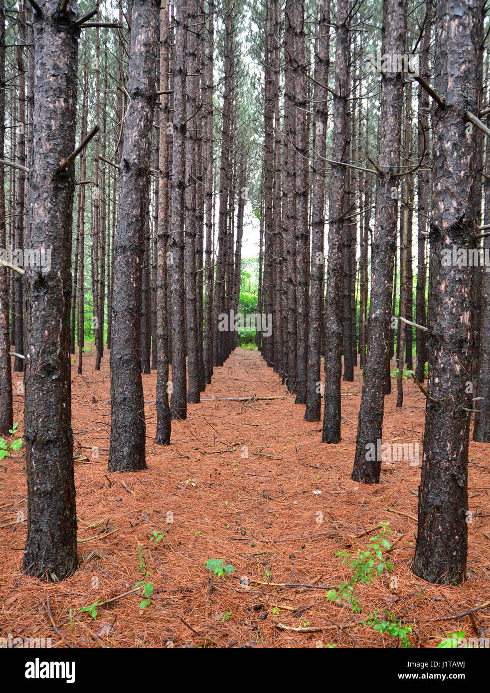 Pine tree plantation hires stock photography and images Alamy