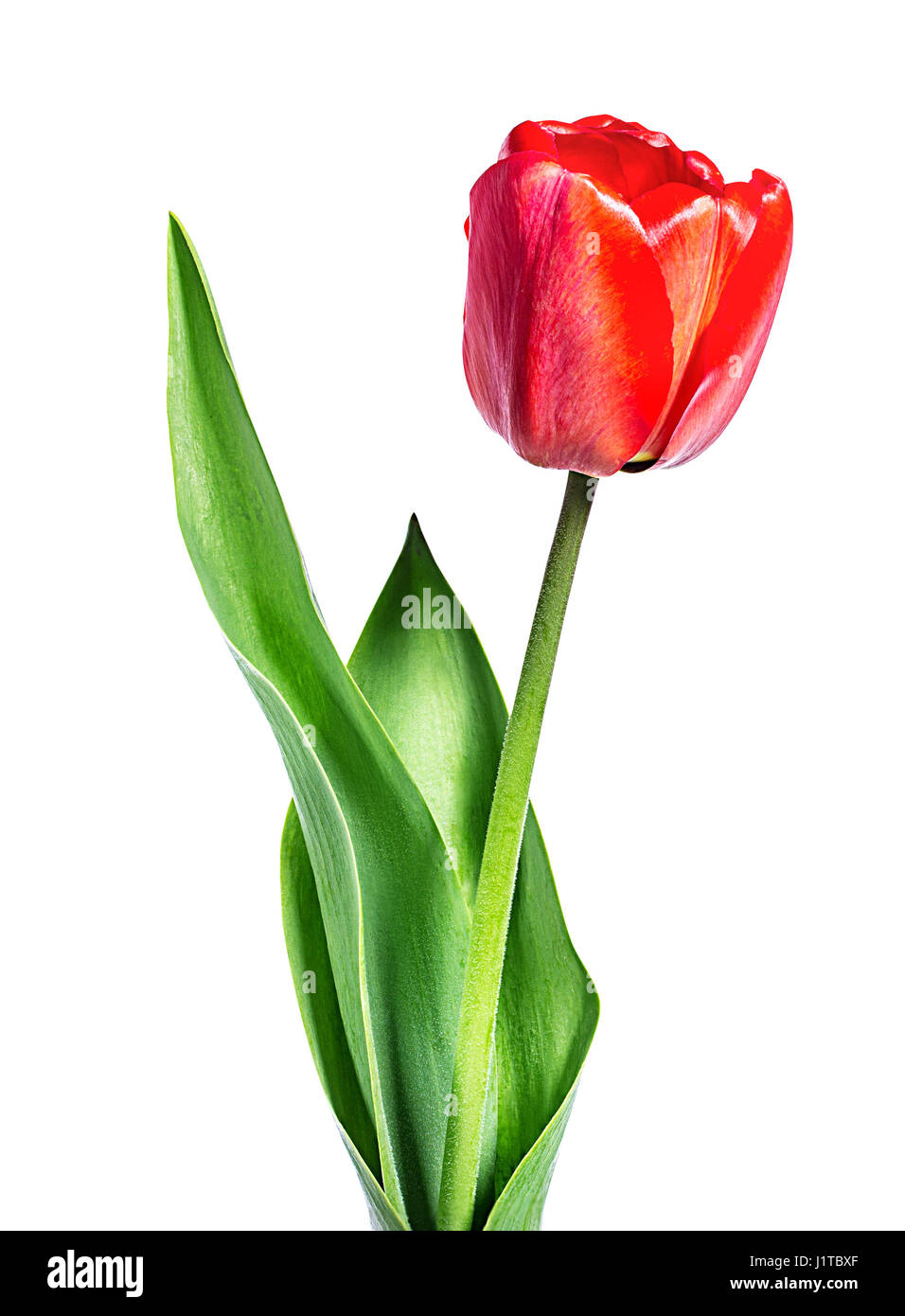 tulips isolated on white background Stock Photo - Alamy
