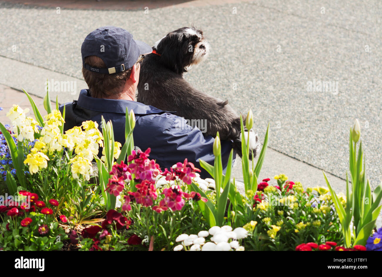 Man with dog sitting on bench.  Victoria, BC Canada Stock Photo