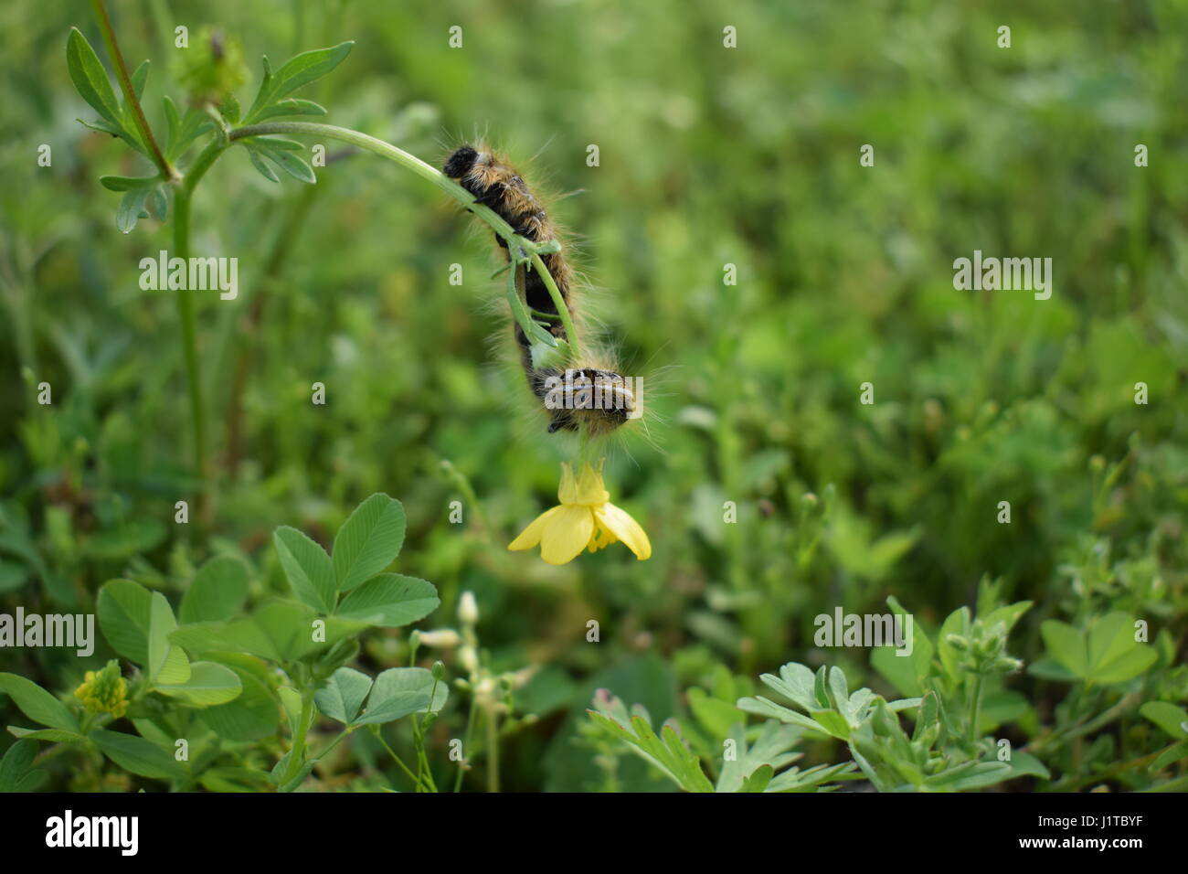 caterpillar climbing up yellow flower and smiling boy Stock Photo