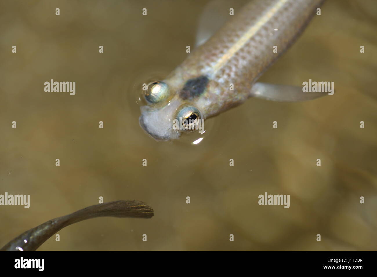 Four-eyed fish (Anableps anableps) in Amazon, South America Stock Photo