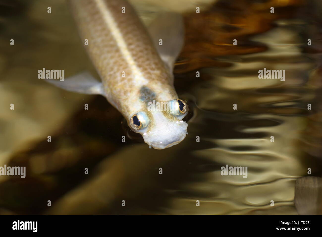 Four-eyed fish (Anableps anableps) in Amazon, South America Stock Photo