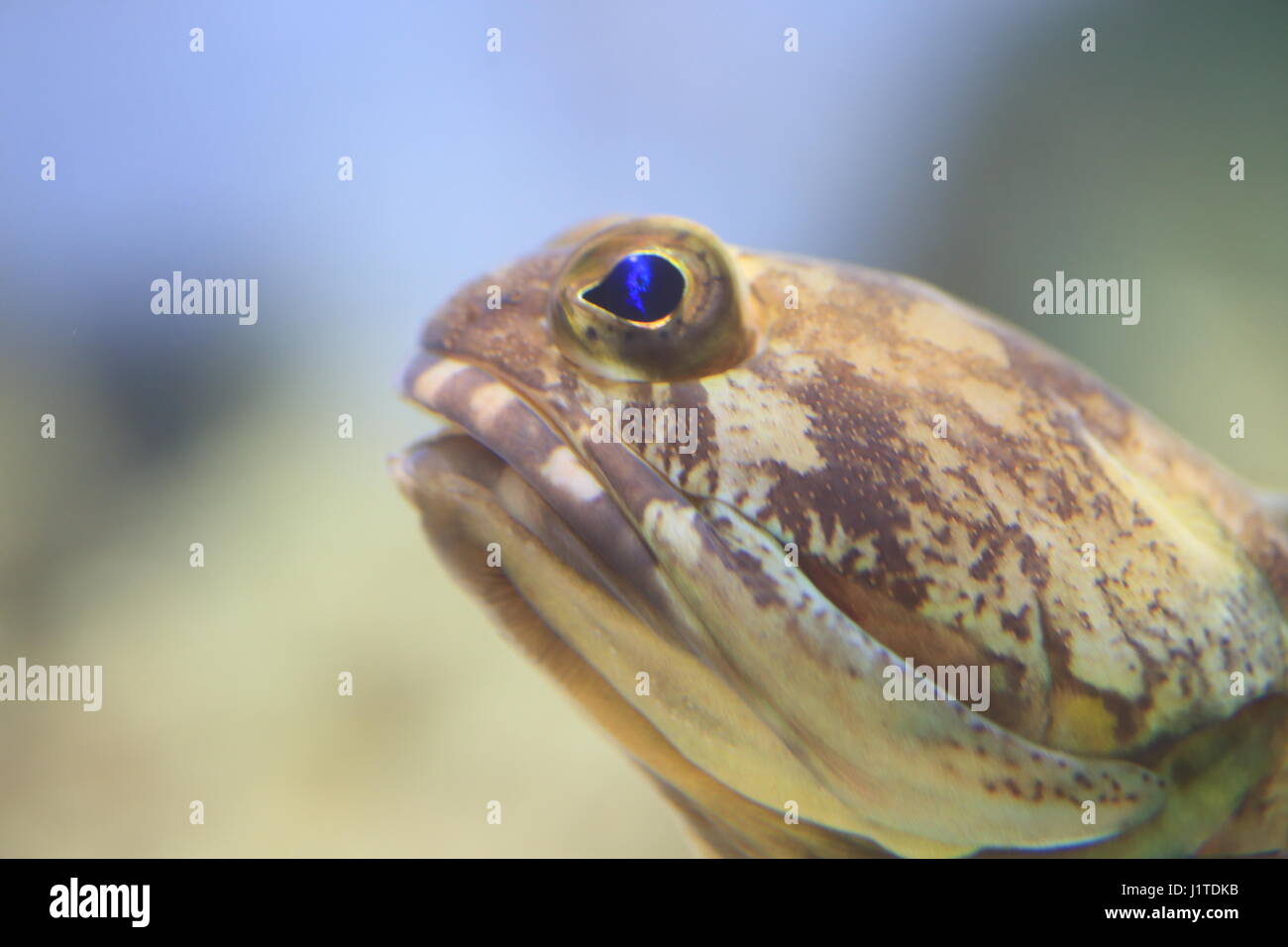 Penny jawfish (Opistognathus sp) in Japan Stock Photo
