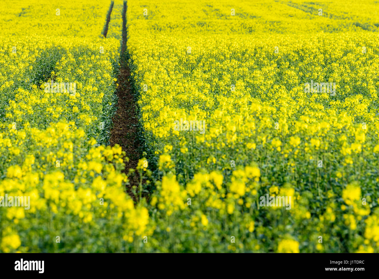 Canola crops growing in the English summertime. Stock Photo