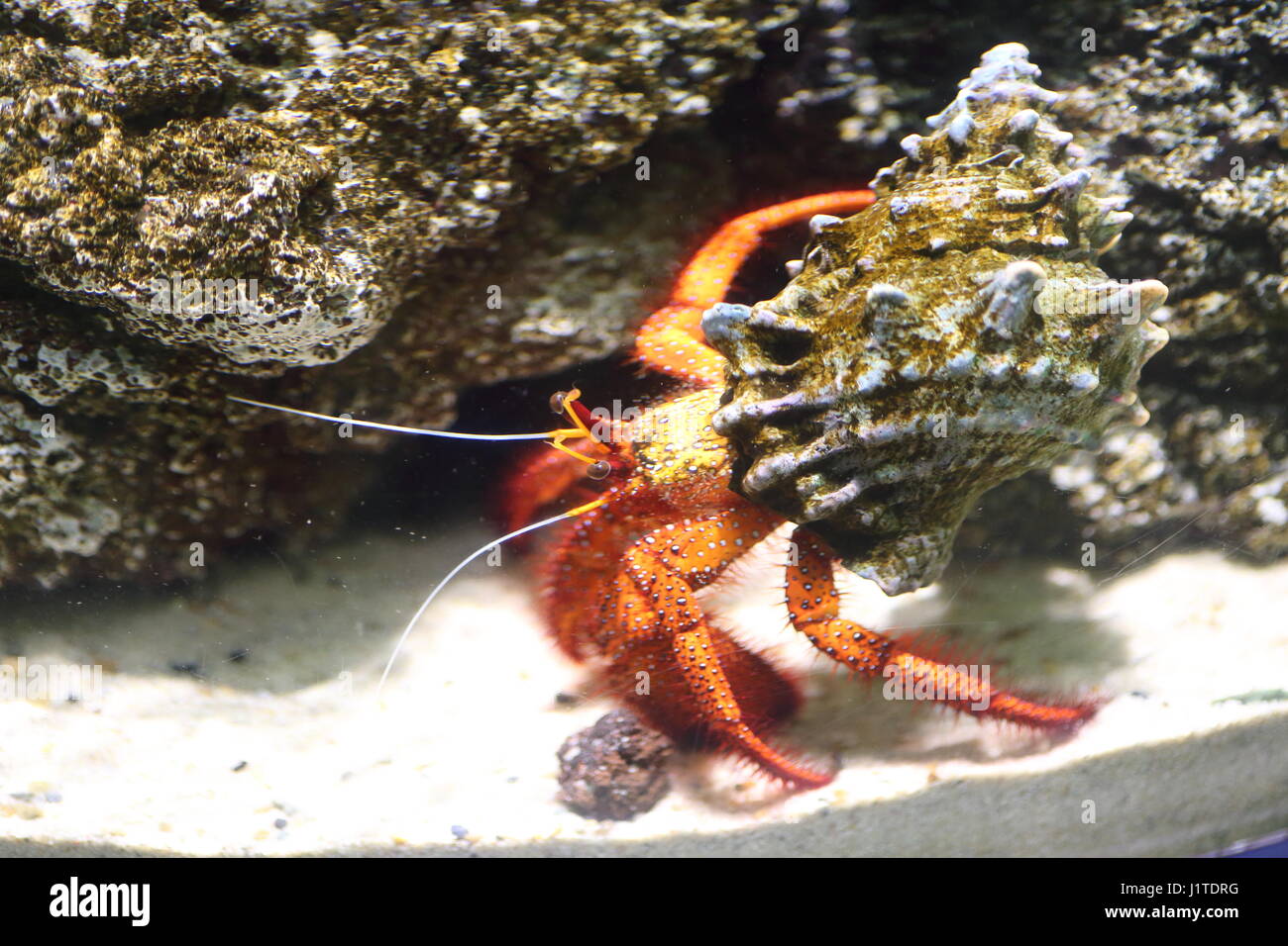 White-spotted hermit crab (Dardanus megistos Stock Photo - Alamy
