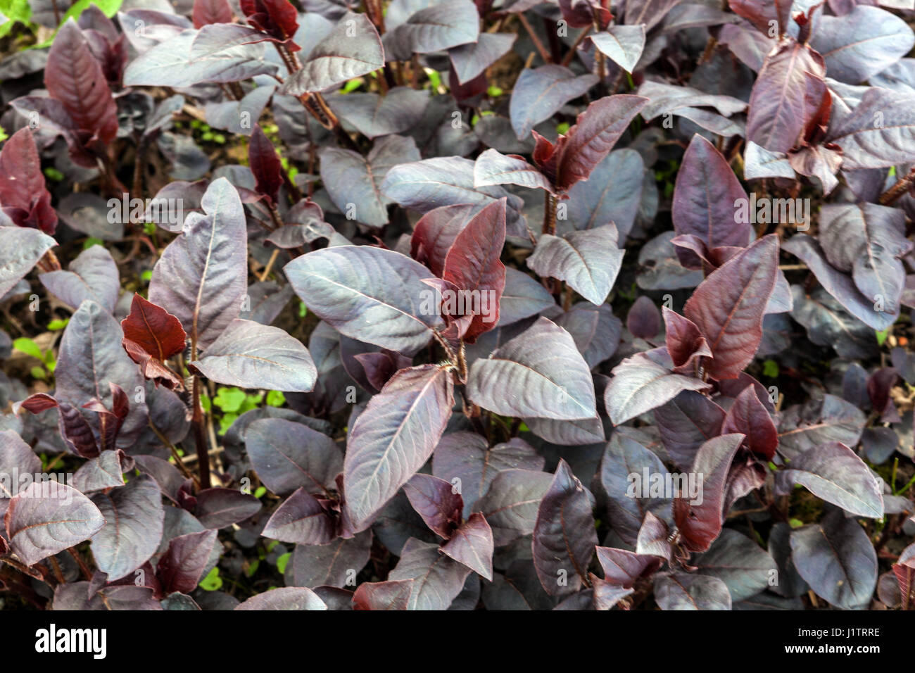 Lysimachia ciliata ' Firecracker ', spring fresh leaves Stock Photo - Alamy