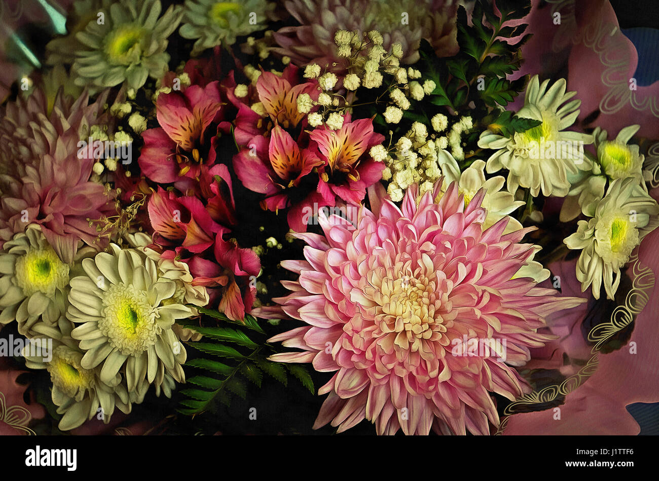 Chrysanthemum (Latin Chrysanthemum ) - genus of annual and perennial herbaceous plants in the family Asteraceae,Alstroemeria Stock Photo