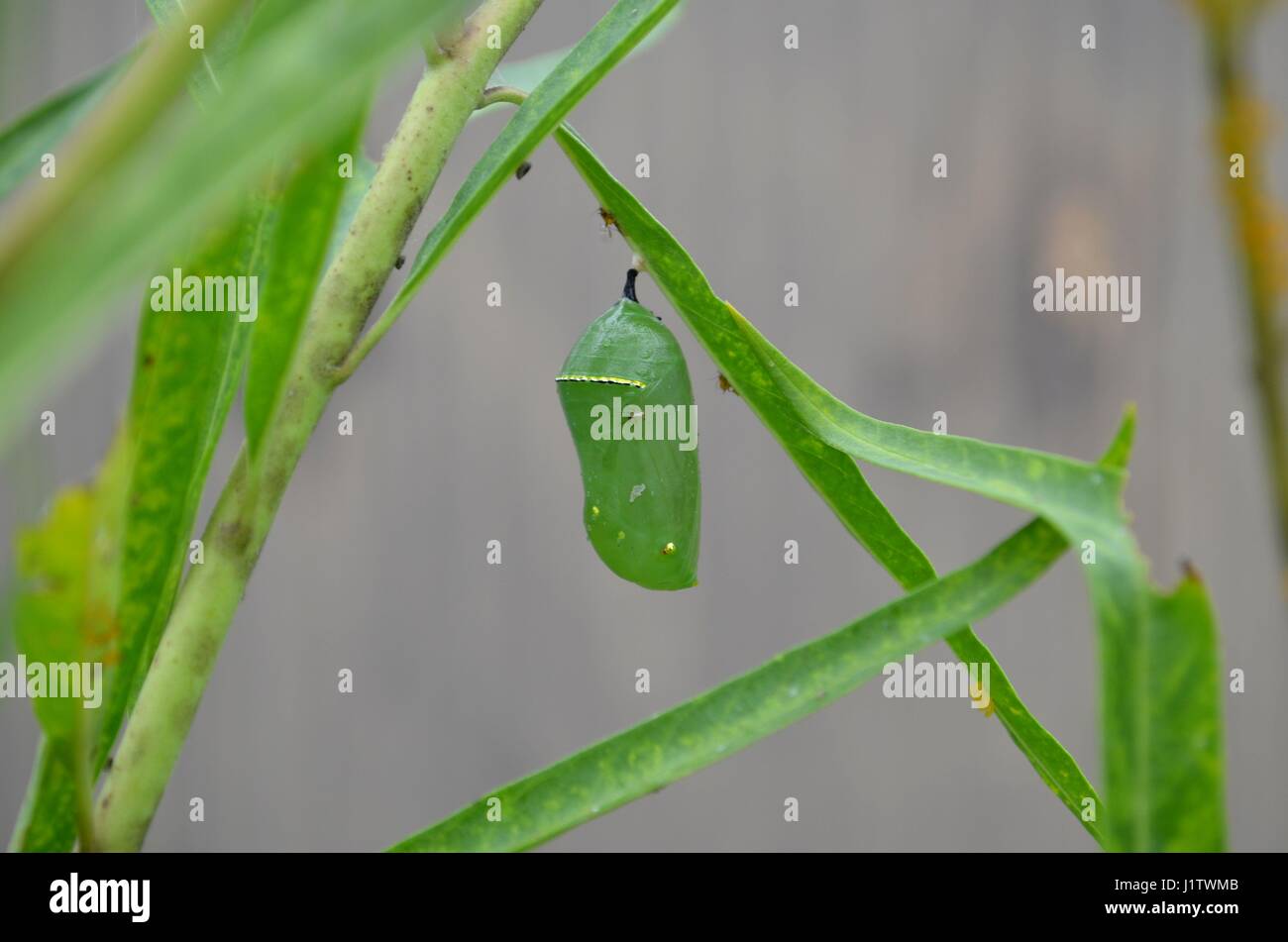 Monarch chrysalis attached to Milkweed plant Stock Photo Alamy