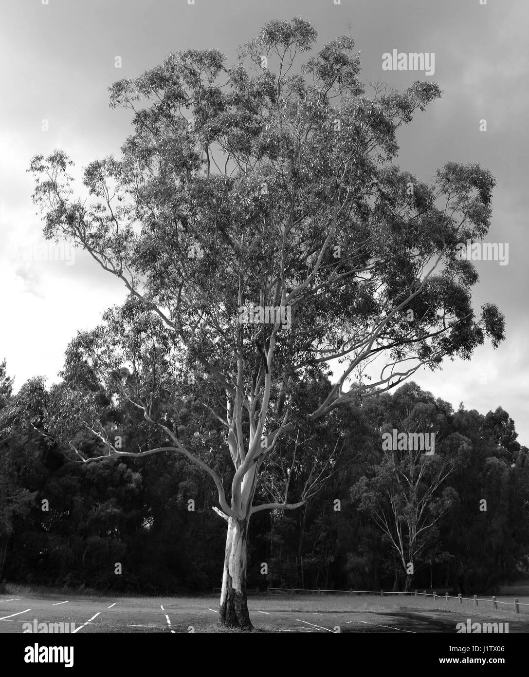 Black and white Australian gum eucalyptus tree Stock Photo