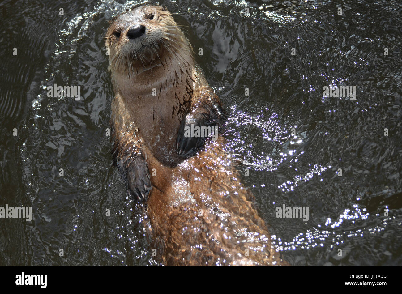 Adorable river otter floating on his back while swimming Stock Photo