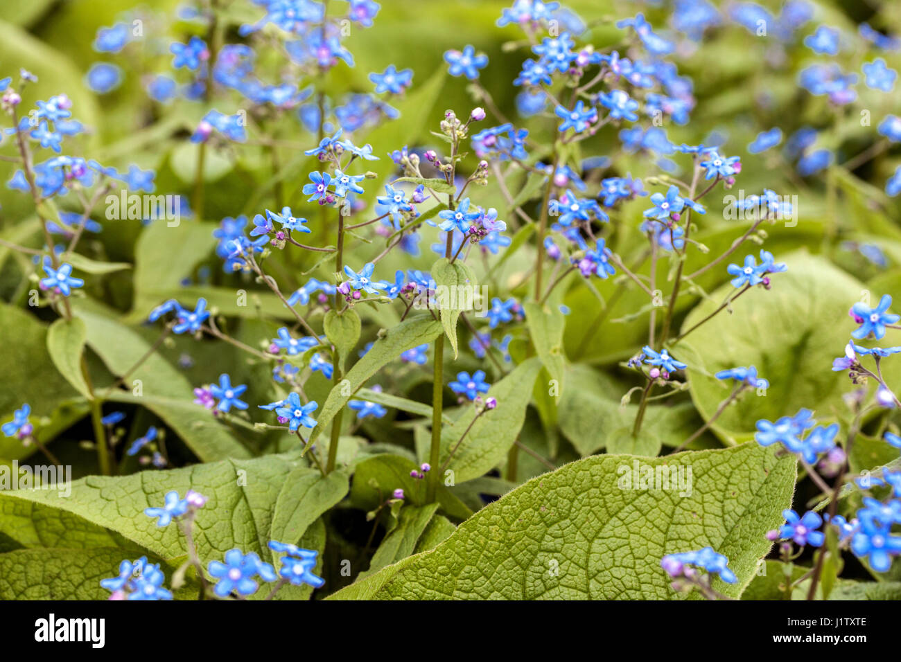 Brunnera macrophylla Stock Photo