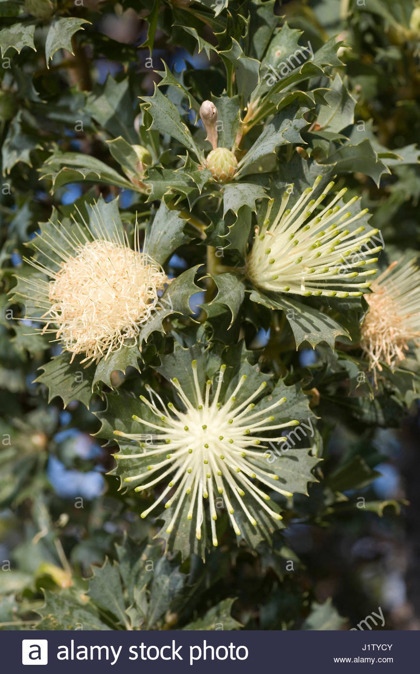 Flowering Stages Stock Photos & Flowering Stages Stock Images - Alamy