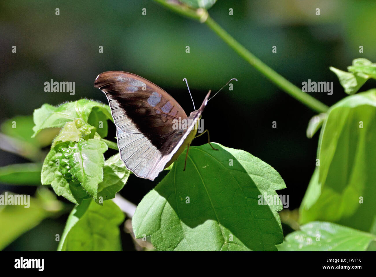 A male Grey Count butterfly (Euthalia or Tanaecia lepidea) resting in the sun on a leaf in the forest in Western Thailand Stock Photo