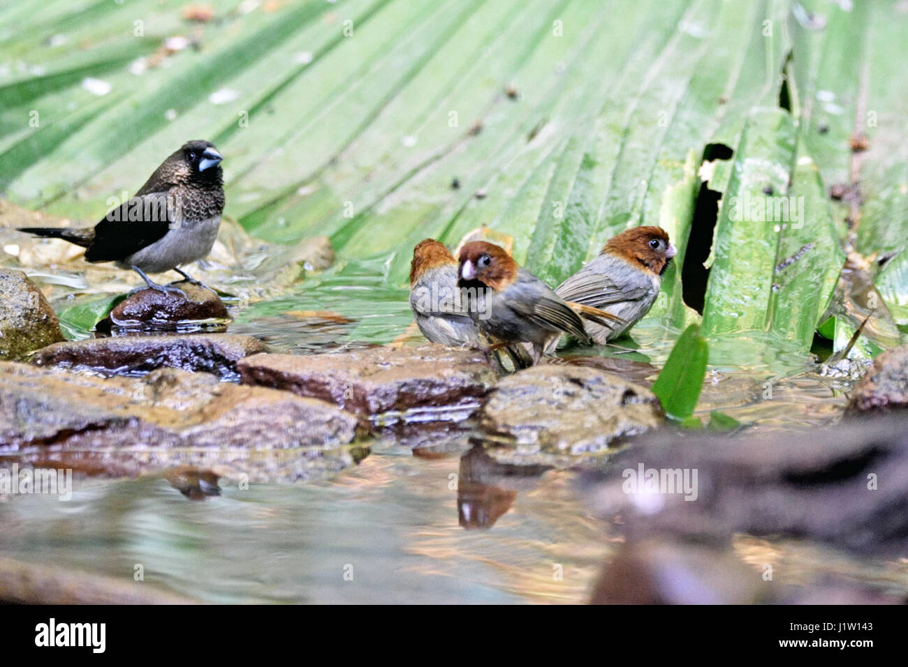 Three Short-tailed Parrotbills (Paradoxornis davidianus) and a White-rumped Munia (Lonchura striata) standing by a shollow stream in the forest in Nor Stock Photo