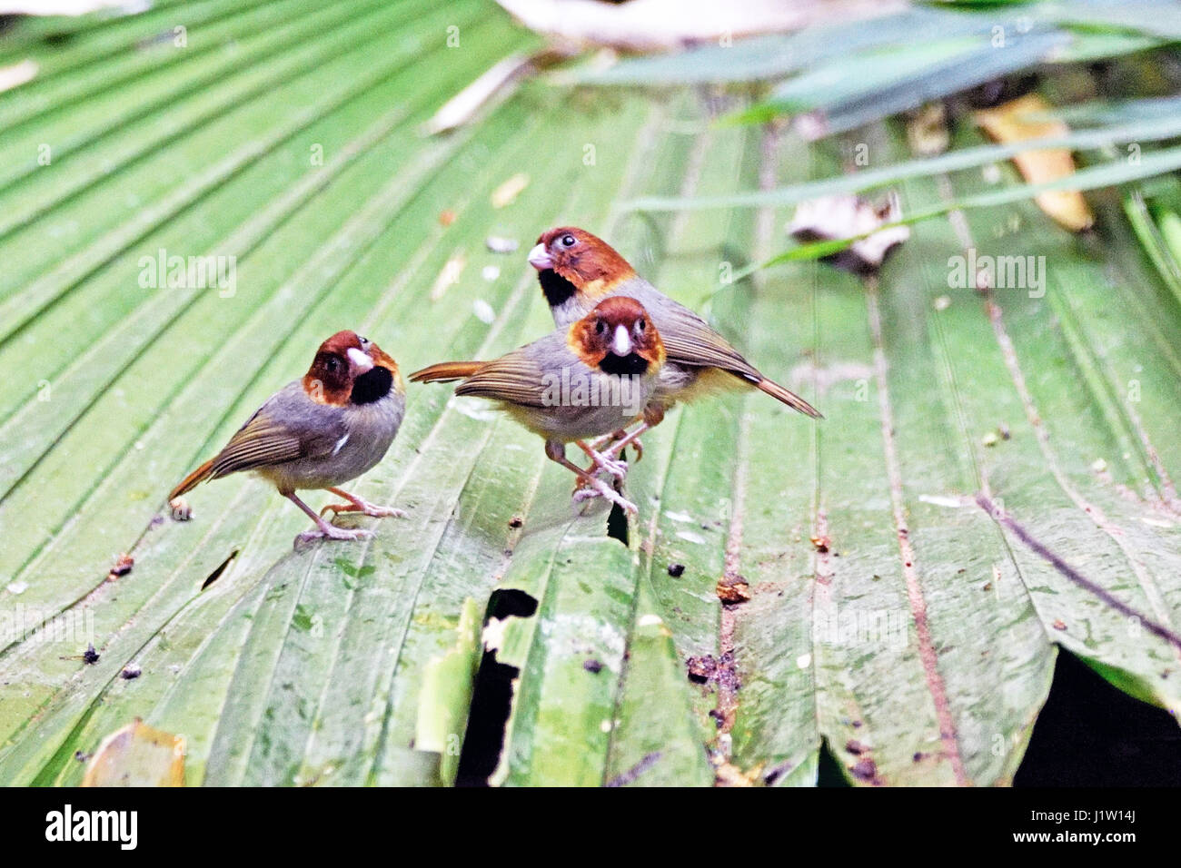 Three Short-tailed Parrotbills (Paradoxornis davidianus) standing on a fallen palm leaf in the forest in North Thailand Stock Photo