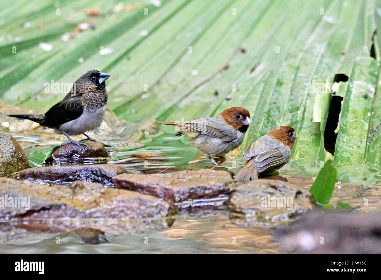A pair of Short-tailed Parrotbills (Paradoxornis davidianus) and a White-rumped Munia (Lonchura striata) standing by a shollow stream in the forest in Stock Photo