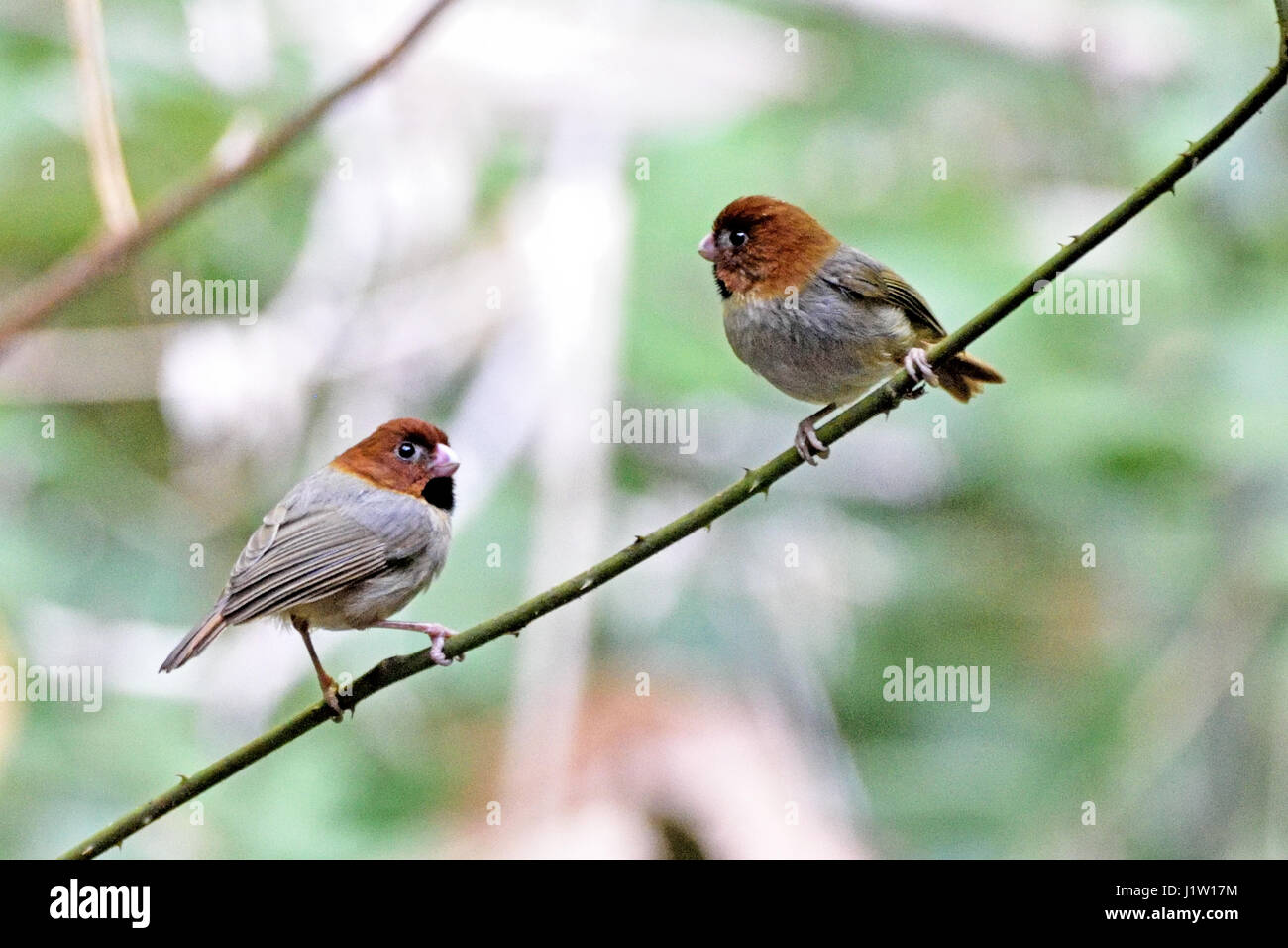 A pair of Short-tailed Parrotbills (Paradoxornis davidianus) perched on a small branch in the forest in North Thailand Stock Photo