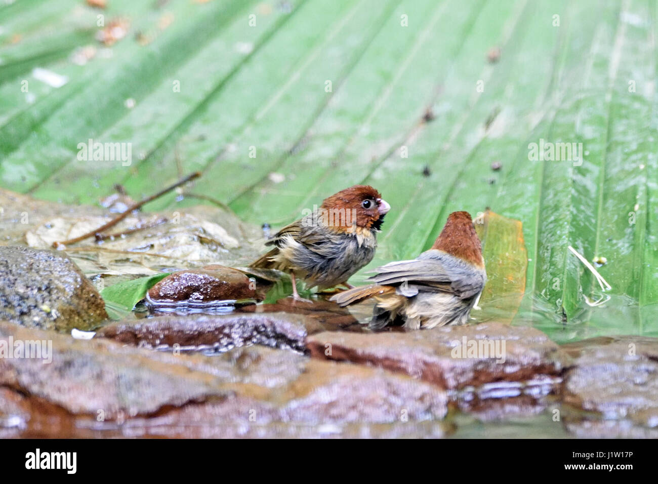 A pair of Short-tailed Parrotbills (Paradoxornis davidianus) bathing in a shallow stream in the forest in North Thailand Stock Photo