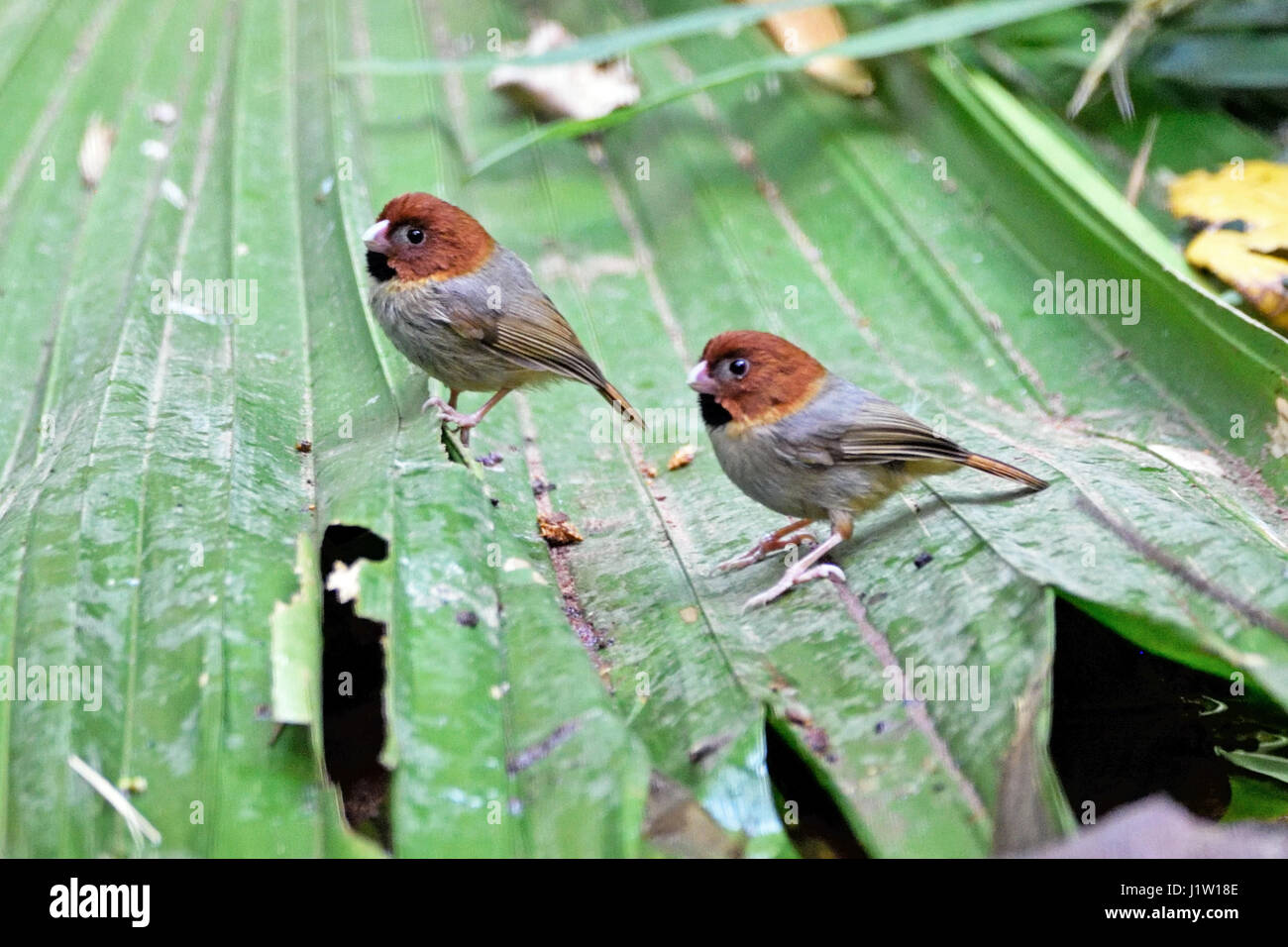 A pair of Short-tailed Parrotbills (Paradoxornis davidianus) standing on a fallen palm leaf in the forest in North Thailand Stock Photo