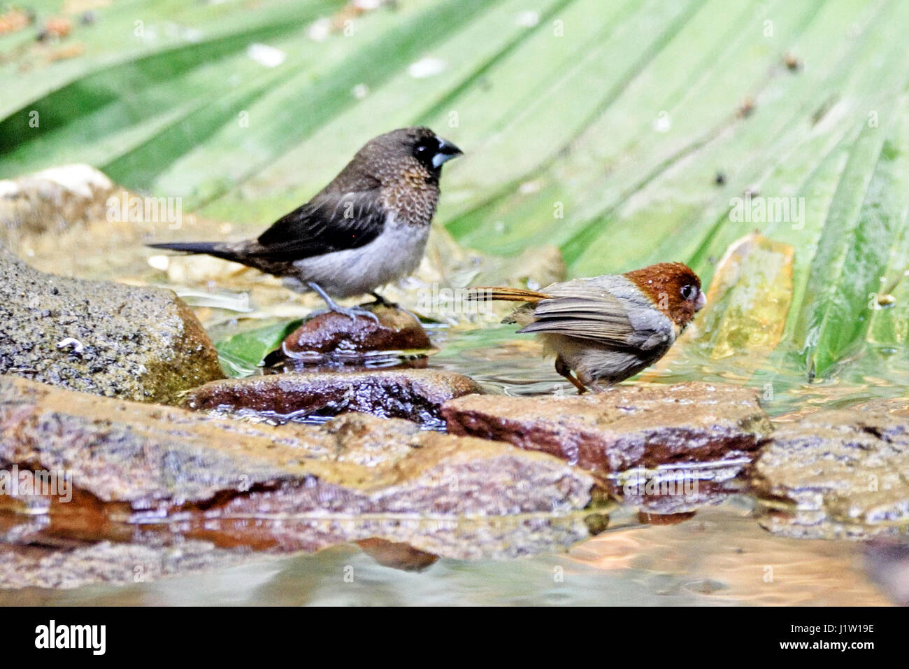 A tiny Short-tailed Parrotbill (Paradoxornis davidianus) and a White-rumped Munia (Lonchura striata) standing by a shollow stream in the forest in Nor Stock Photo