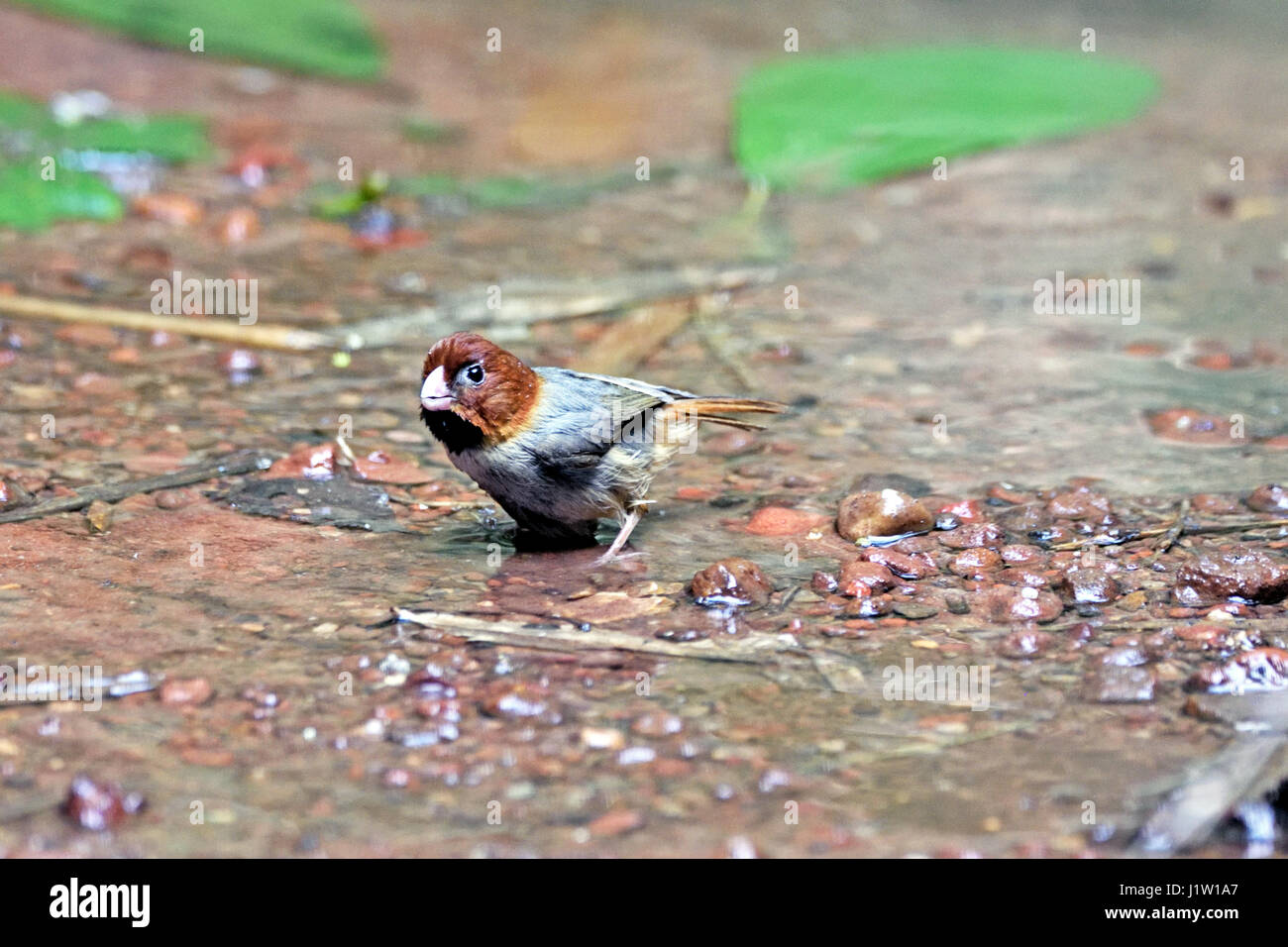 A tiny Short-tailed Parrotbill (Paradoxornis davidianus) standing in a shollow stream in the forest in North Thailand Stock Photo