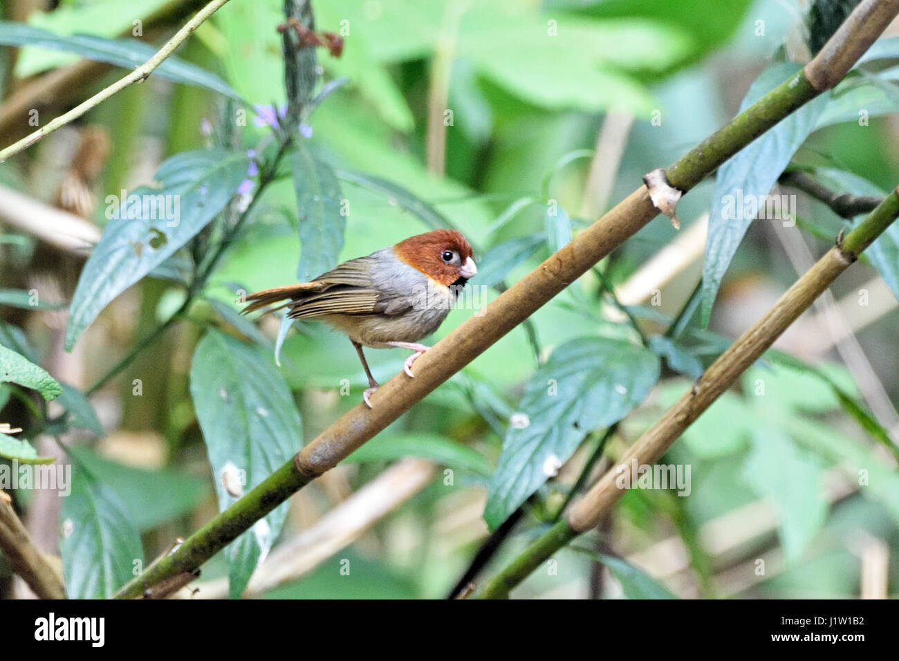 A tiny Short-tailed Parrotbill (Paradoxornis davidianus) perched on a bamboo in the forest in North Thailand Stock Photo