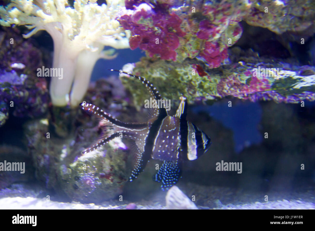 Freshwater tropical fish species hi-res stock photography and ...