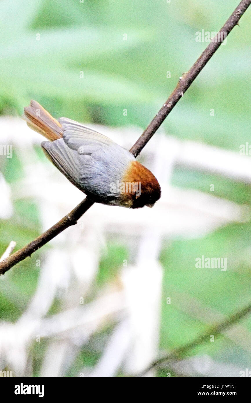 A tiny Short-tailed Parrotbill (Paradoxornis davidianus) perched on a small branch in the forest in North Thailand Stock Photo