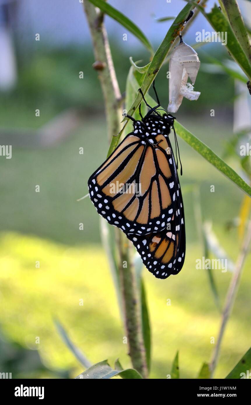 Monarch butterfly drying its wings after emerging from its chrysalis Stock Photo
