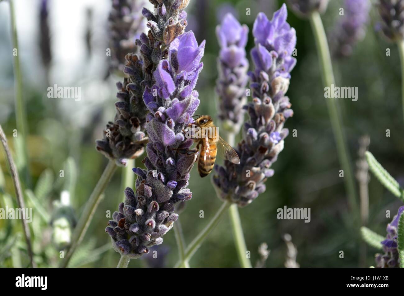 Honey bees collecting nectar and pollen from the flowers of a lavender