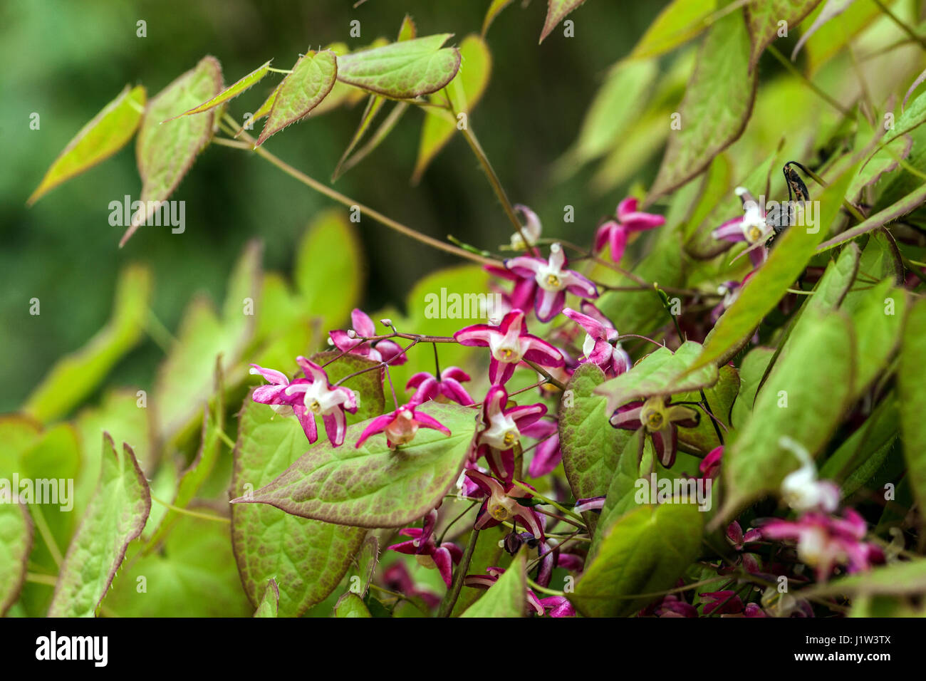 Inflorescence semi-evergreen plant Epimedium x rubrum flower Barrenwort Stock Photo