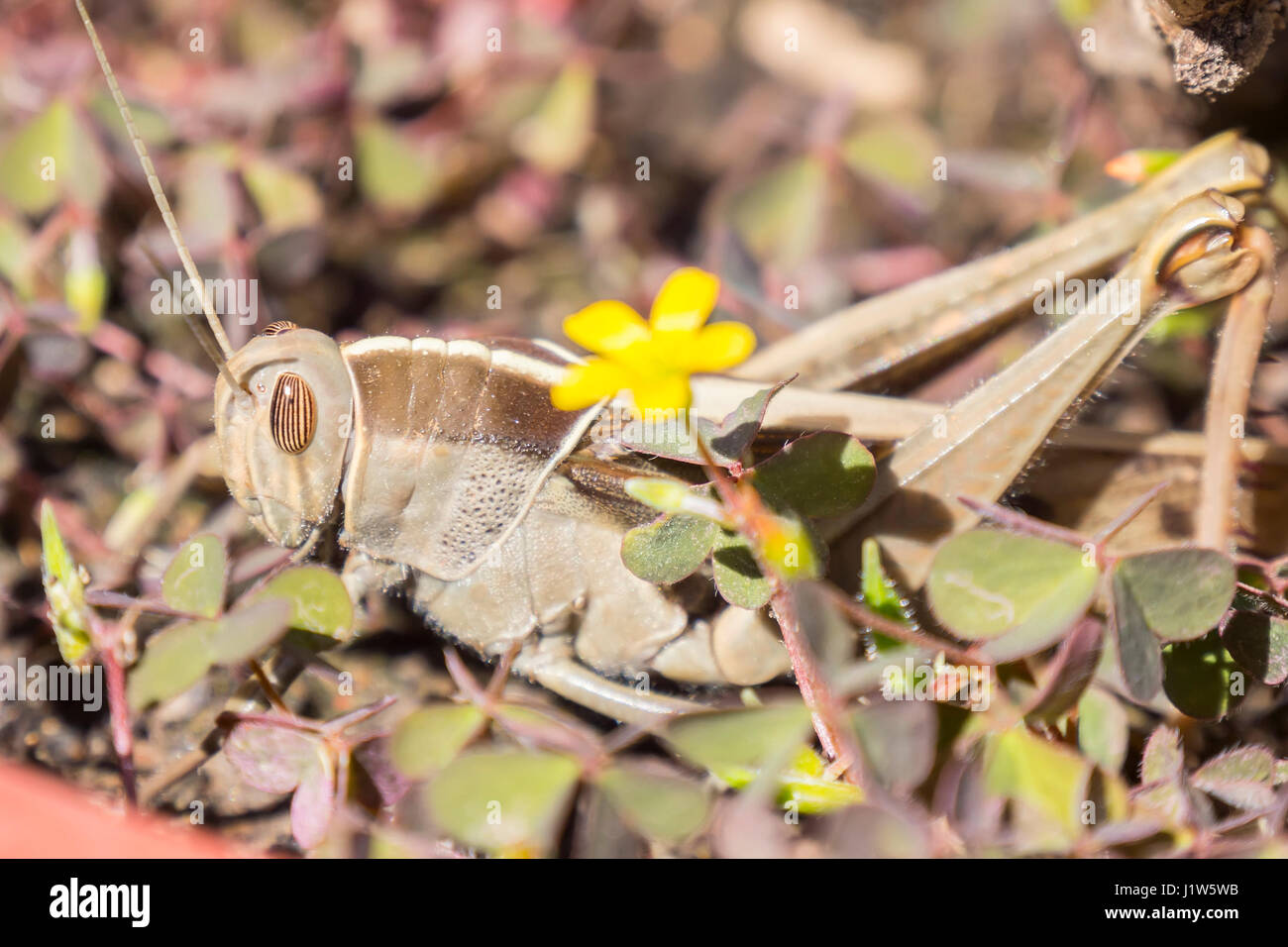 Acanthacris ruficornis grasshopper in the grass Stock Photo