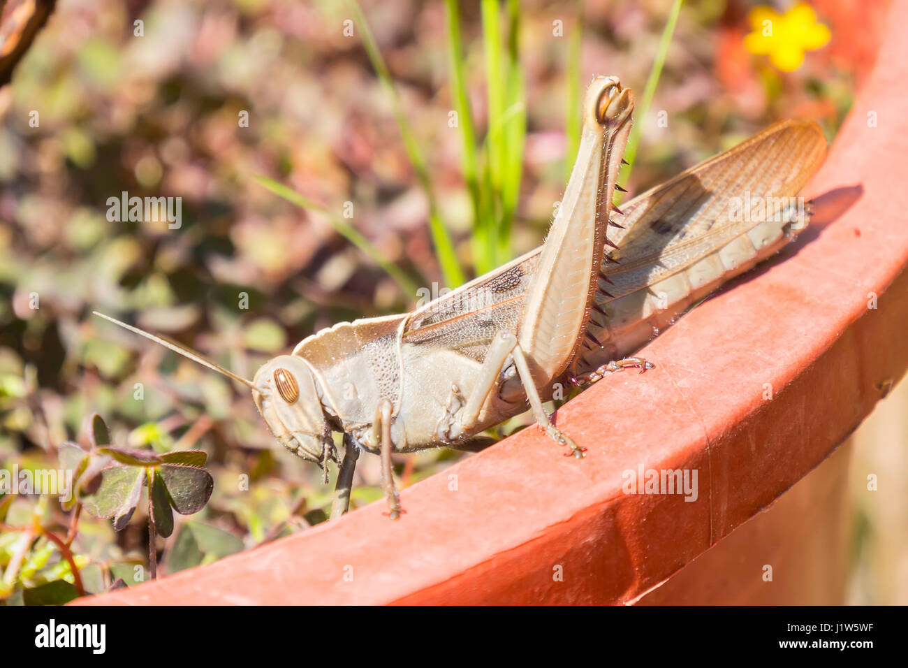 Acanthacris ruficornis grasshopper on the edge of a pot Stock Photo