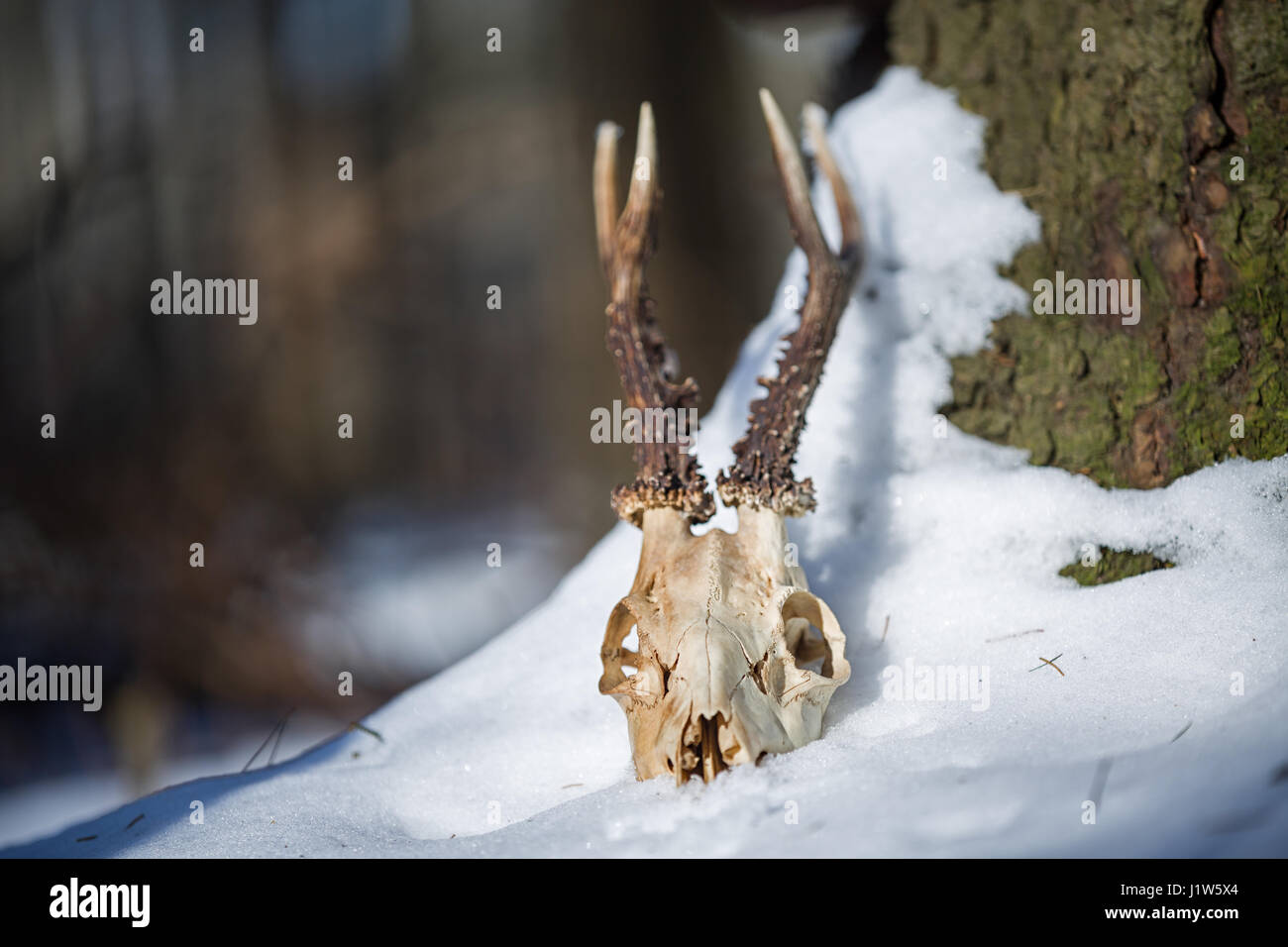 Roe deer skull with horns in the snow Stock Photo - Alamy
