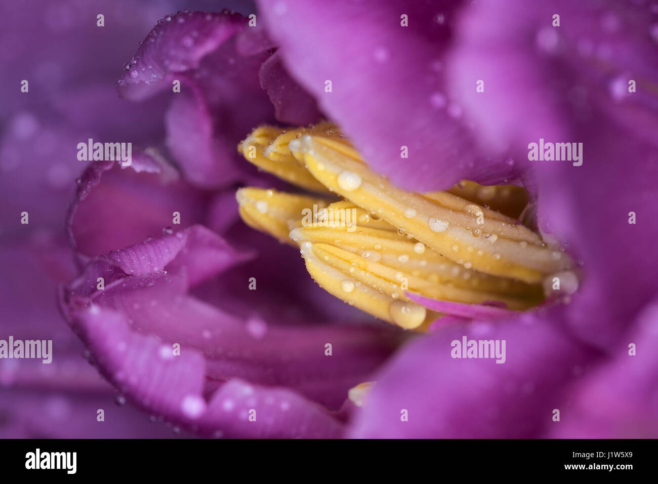 Center of the tulip flower. Macro photography, small depth of field Stock Photo
