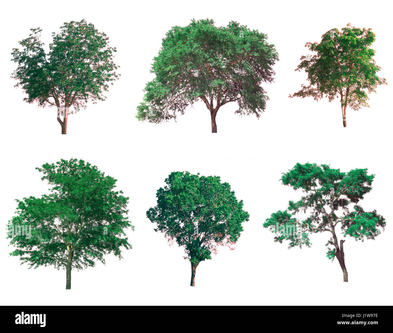 Isolated tree on white background Stock Photo - Alamy