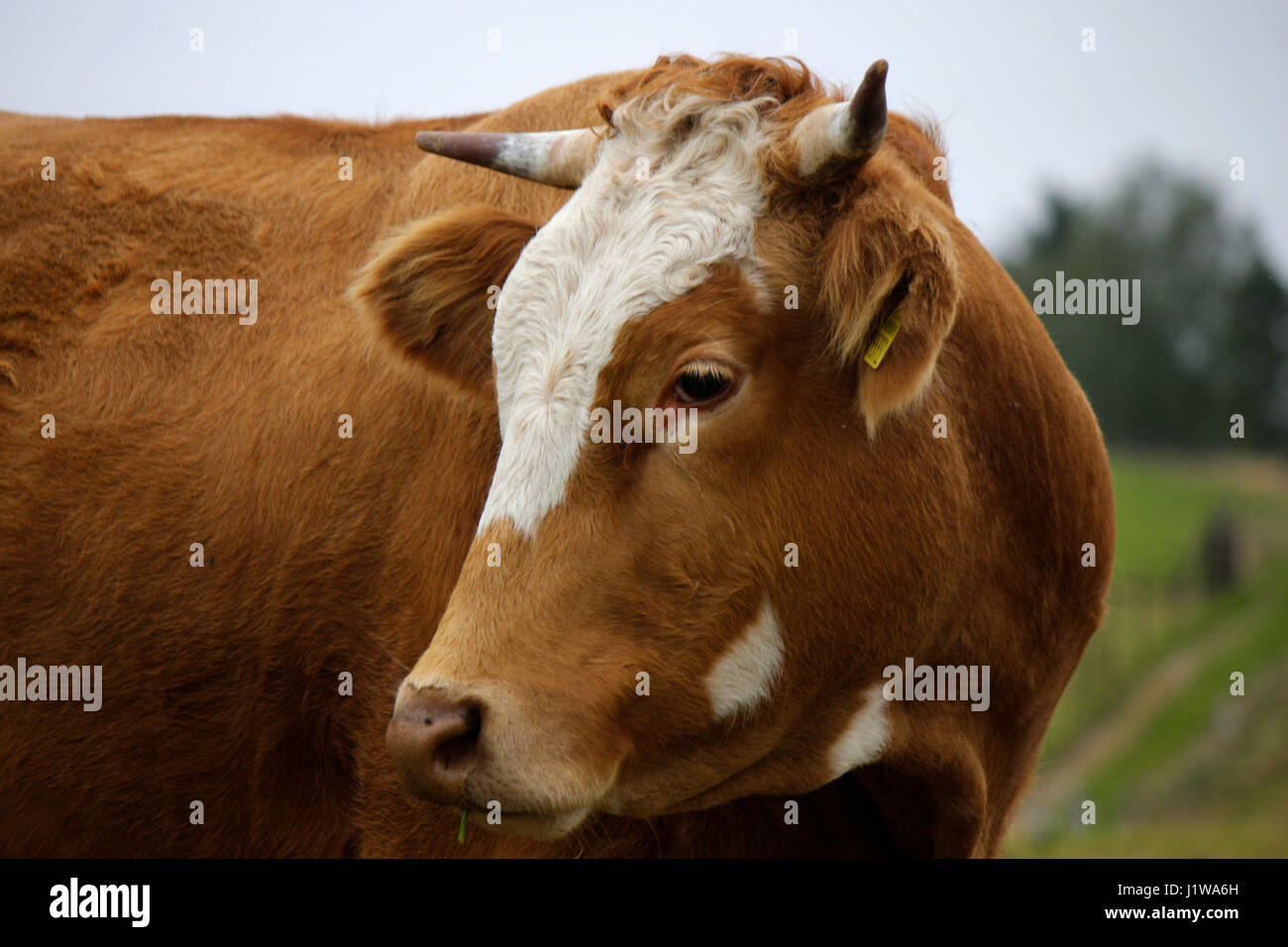Rind - Saechsische Schweiz Stock Photo - Alamy