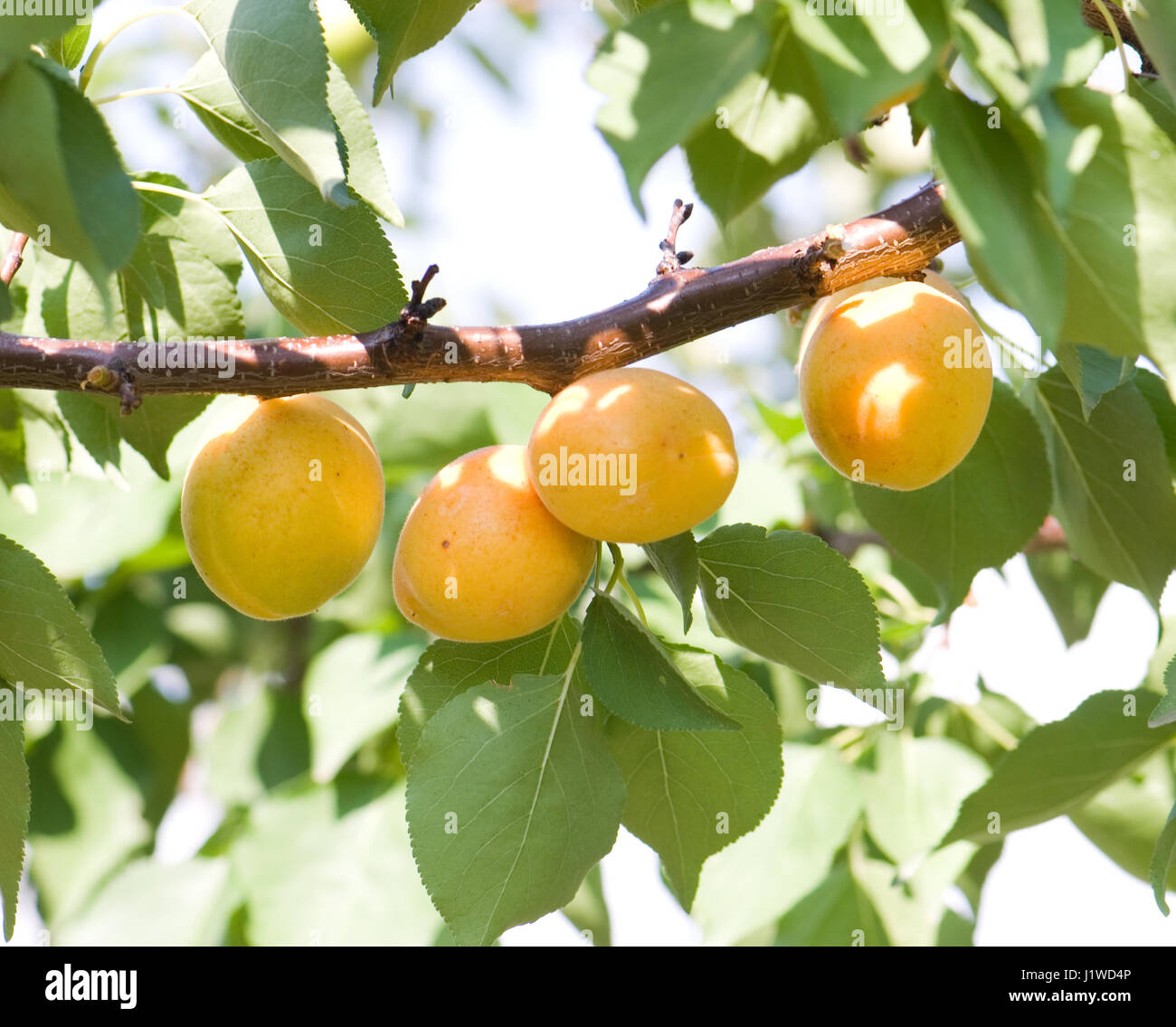 Apricot ripe tree hi-res stock photography and images - Alamy