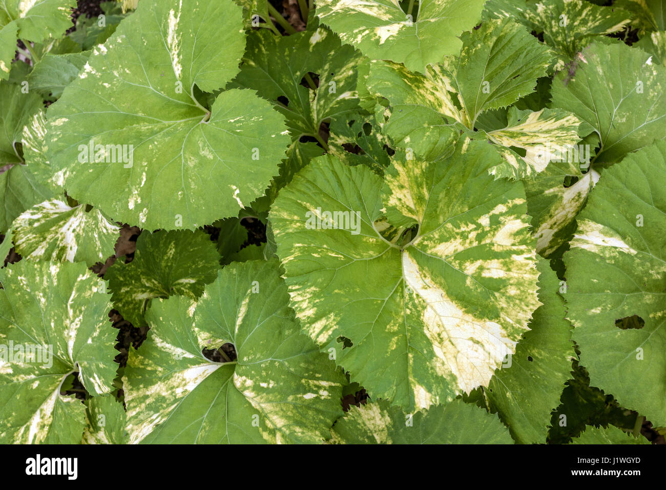 Japanese Giant Butterbur large leaves, Petasites japonicus giganteus