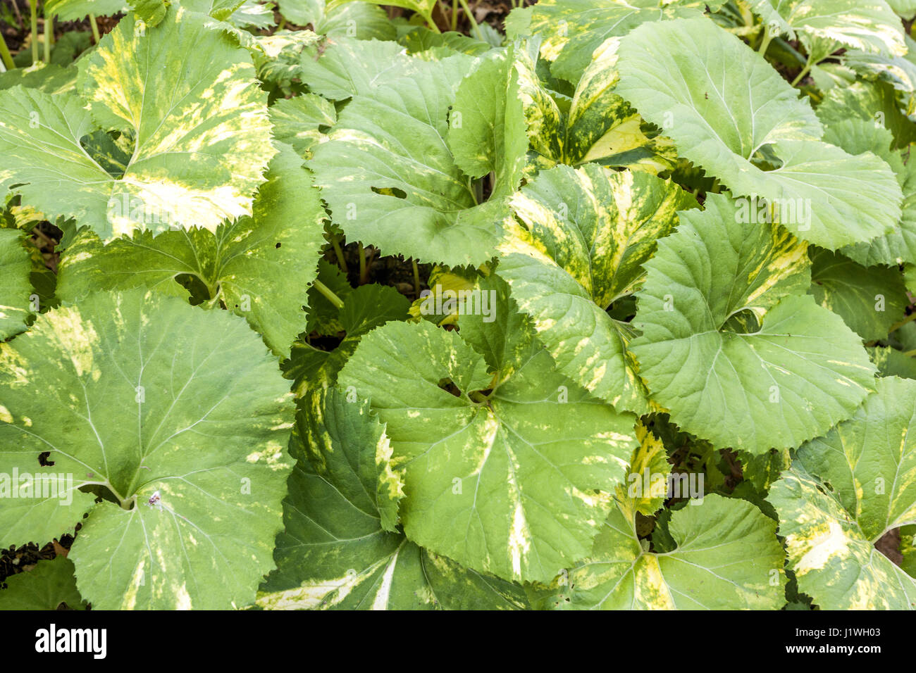 Japanese Giant Butterbur large leaves plant, Petasites japonicus 'Variegata' Stock Photo