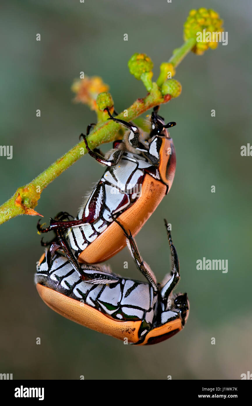 Mating fruit chafer beetles sitting on a plant, South Africa Stock Photo
