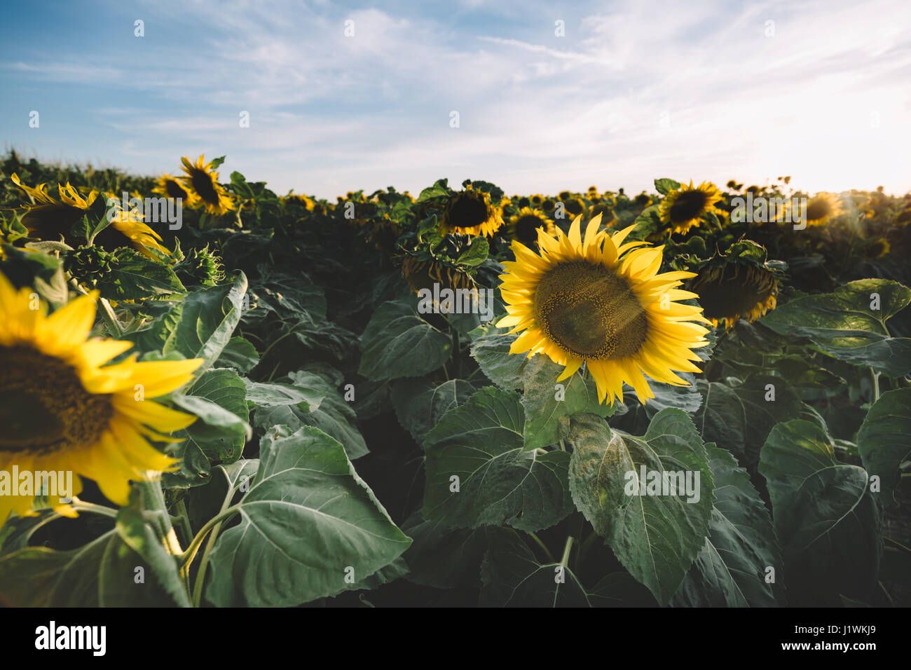 Beautiful sunflower in field Stock Photo - Alamy