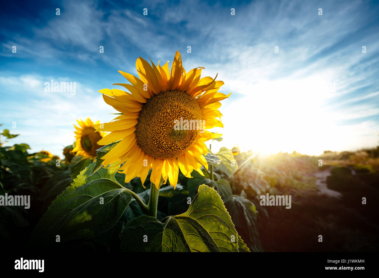 Golden fields of sunflowers Stock Photo Alamy