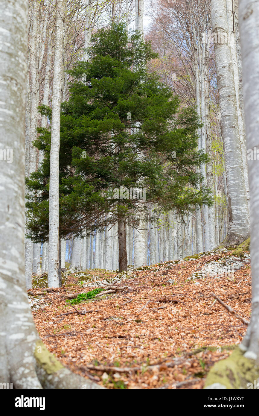 White spruce (Abies alba) tree among truncks of beech trees (Fagus sylvatica). The Cansiglio forest in autumn season. Prealpi Venete. Italy. Europe. Stock Photo