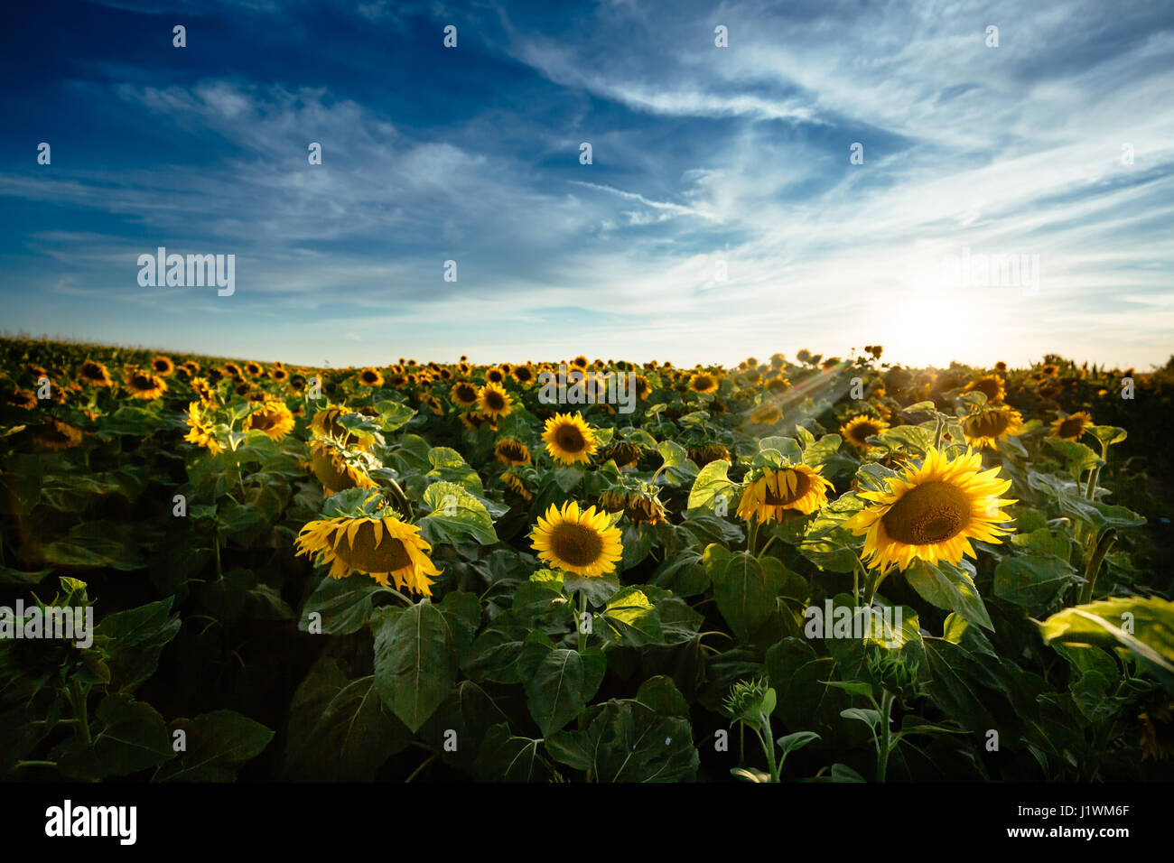Beautiful sunflower in field Stock Photo - Alamy