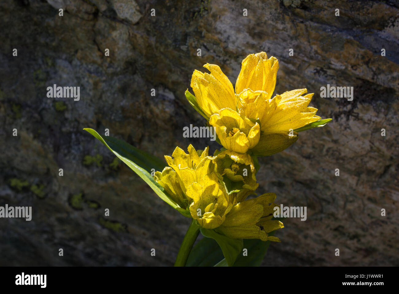 Alpine flower Gentiana Punctata (Spotted Gentian) with rock as background. Backlit shot, Aosta valley Stock Photo
