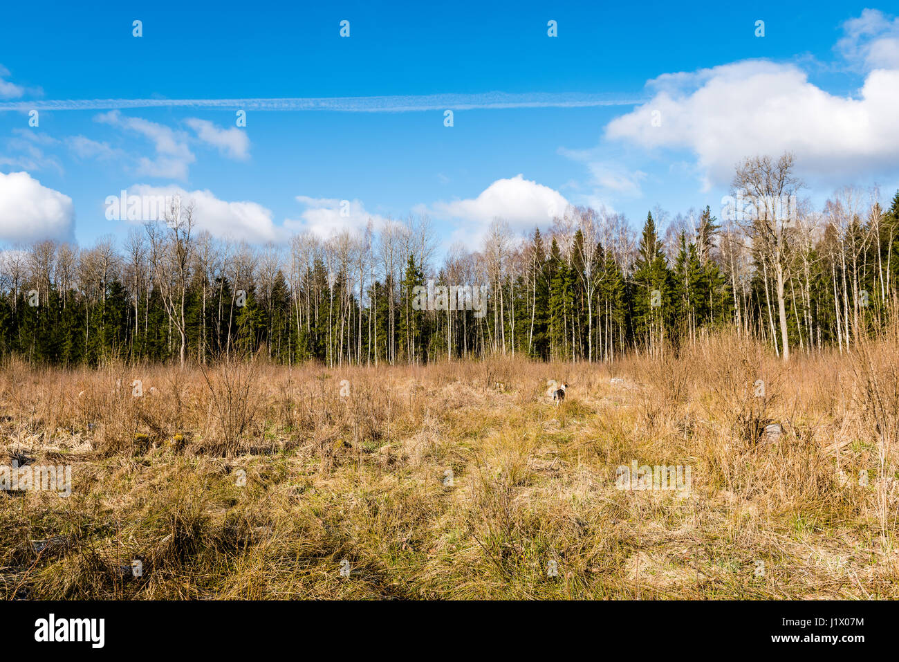 forest trees against bright blue sky background with clouds Stock Photo ...