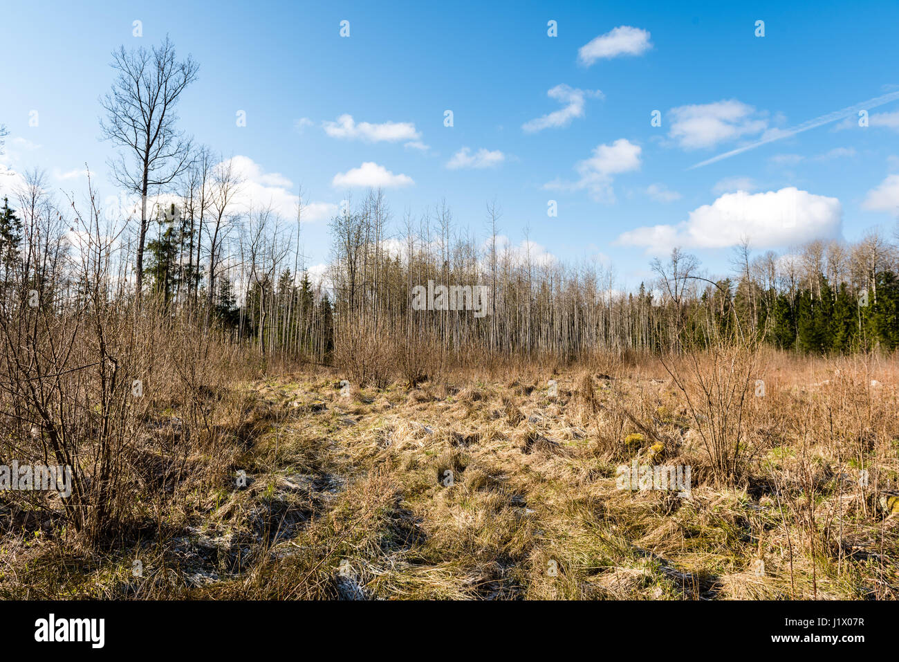 forest trees against bright blue sky background with clouds Stock Photo ...