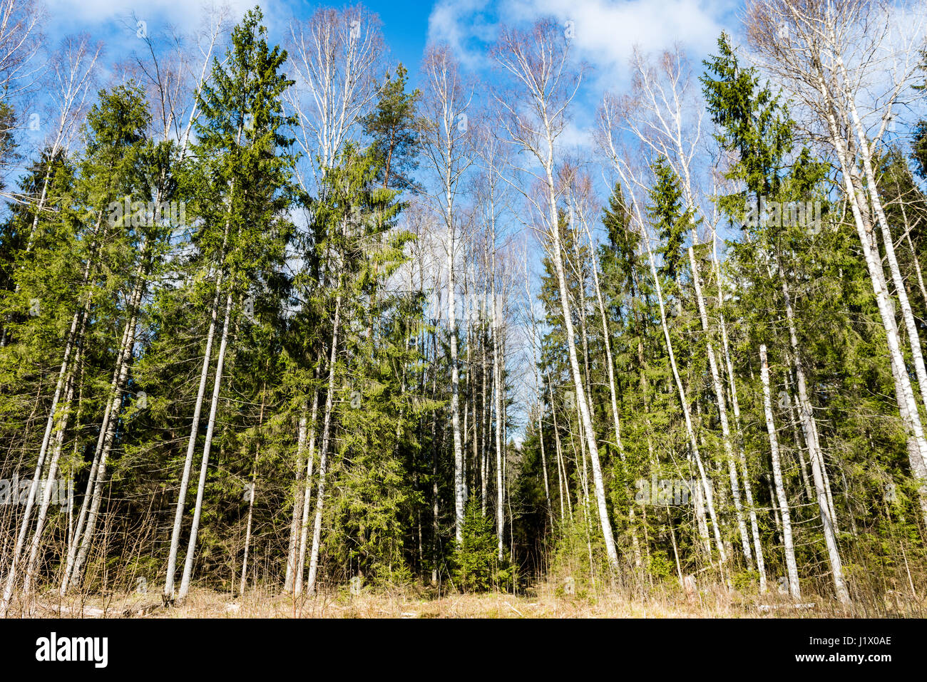 forest trees against bright blue sky background with clouds Stock Photo ...