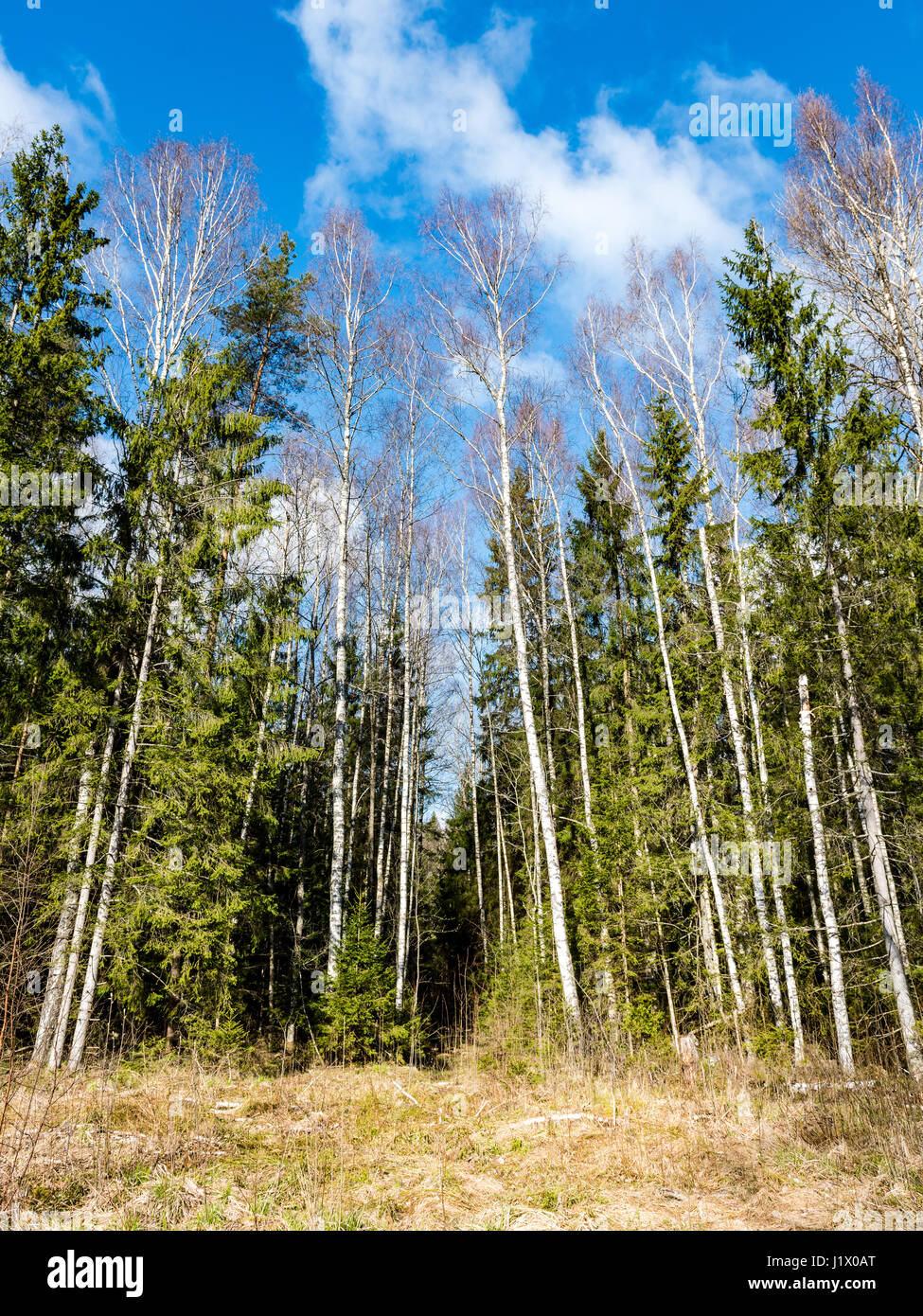 forest trees against bright blue sky background with clouds Stock Photo ...